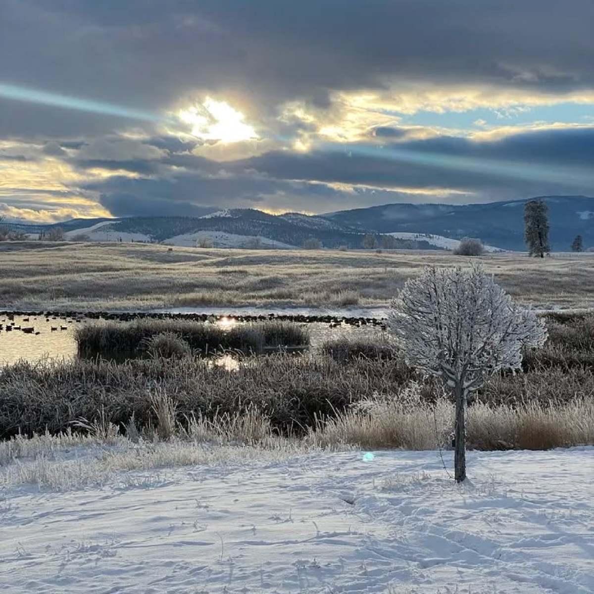 Snowy landscape with frosted tree, pond, and cloudy sky at sunset.