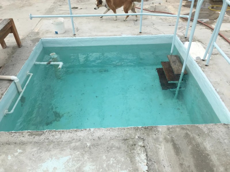 Small rectangular pool with clear water and steps, a dog walking nearby.
