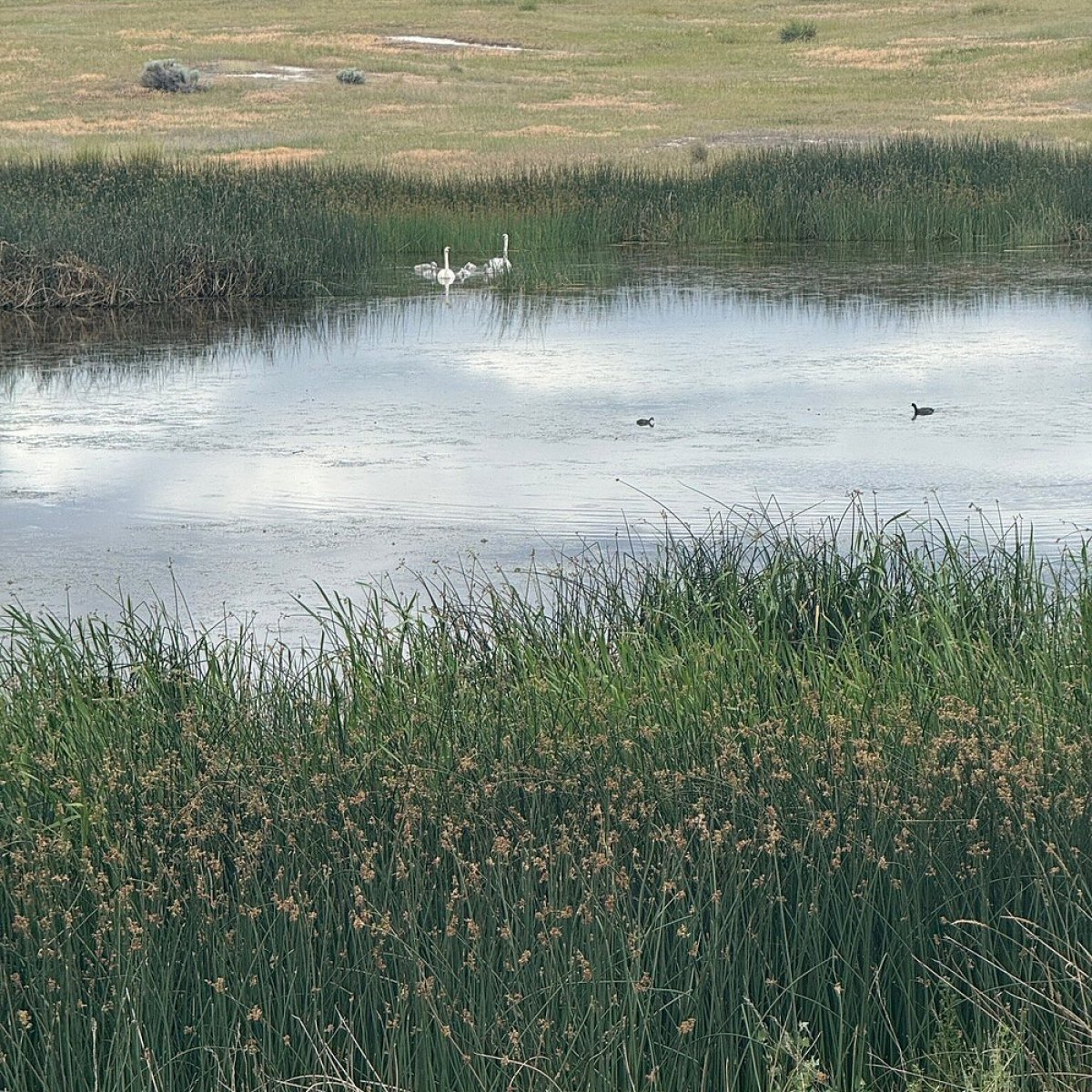 Pond with swans and ducks, surrounded by grass and hills in the background.